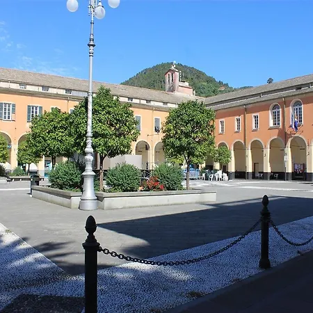 Mimosa *